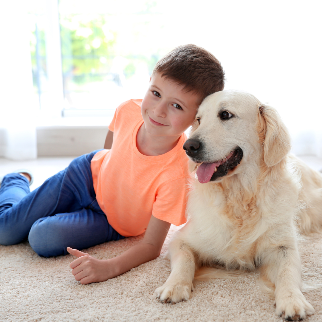 Premium Capet Dyeing NZ Safe for Kids and Pets